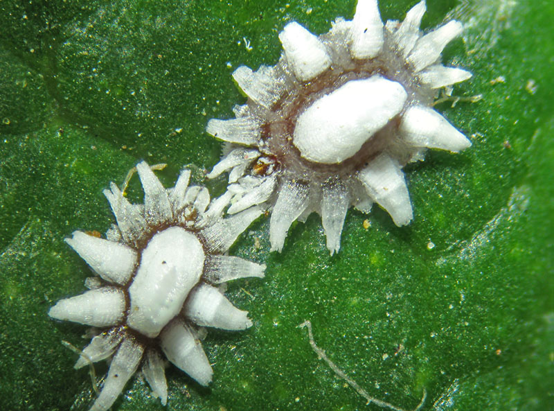 Ceroplastes ceriferus?  S, stadio giovanile